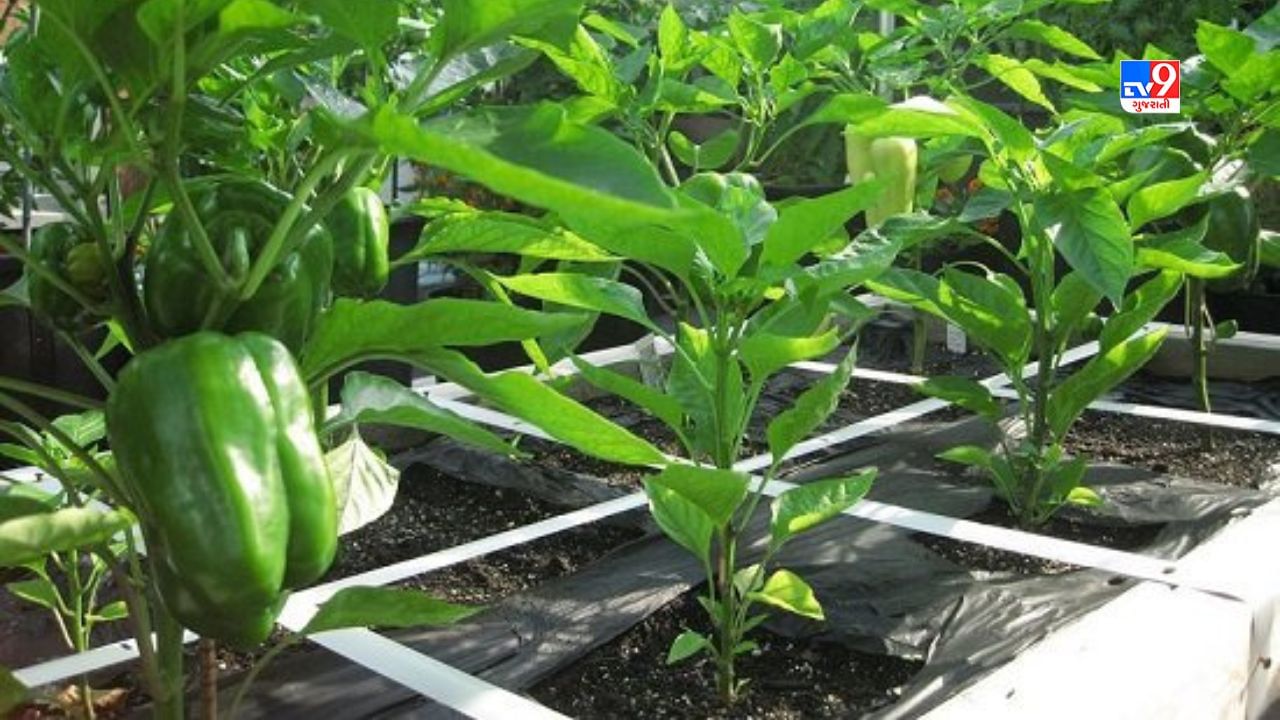 આ સિવાય તમે શાકભાજીની છાલનો પણ ખાતર તરીકે ઉપયોગ કરી શકો છો. તે કાર્બનિક ખાતર તરીકે પણ કામ કરે છે.