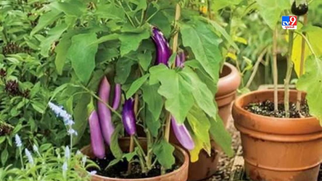 અગાસી પર કાયમી ધોરણે ખેતી કરવા માટે થાંભલાની મદદથી 2 ફૂટ ઊંચા RCCના ક્યારા બનાવો. પછી આ ક્યારામાં માટી નાખો અને તેમાં ગાયનું છાણ મિક્ષ કરી દો. ત્યારબાદ તમે આ ક્યારામાં કોઈપણ શાકભાજી કે ફળોની ખેતી સરળતાથી કરી શકો છો.