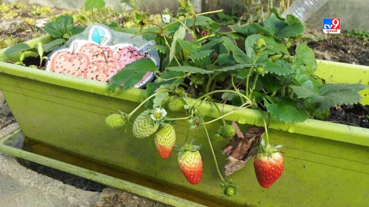 હવે કેટલાક લોકોએ ધાબા પર લીલા શાકભાજીની સાથે ફળોની ખેતી શરૂ કરી છે. ટેરેસ પર લીંબુ, નારંગી, સફરજન અને જામફળ જેવા ફળોની ખેતી કરવામાં આવી રહી છે. ઘણા લોકો ડ્રાયફ્રુટ્સની ખેતી પણ કરી રહ્યા છે.