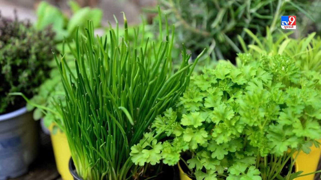 લોકો પોતાના ઘરની અગાસી પર જુદા-જુદા લીલા શાકભાજી જેવા કે રીંગણ, ટામેટા, દુધી, ભીંડા, લીલા મરચાં, કેપ્સિકમ વગેરેની ખેતી કરે છે. હાલમાં ટામેટાની સાથે ઘણા શાકભાજીના ભાવમાં વધારો જોવા મળી રહ્યો છે ત્યારે લોકો ટેરેસ ગાર્ડનમાંથી જ રોજિંદી જરૂરિયાતના લીલા શાકભાજી ઉગાડી શકે છે.