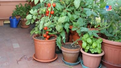 દેશના ઘણા રાજ્યોમાં ધીમે ધીમે ટેરેસ ગાર્ડનનું (Terrace Gardening) ચલણ વધી રહ્યું છે. શહેરમાં વસતા લોકો પોતાના ઘરની છત અને બાલ્કનીમાં જુદા-જુદા ફૂલો ઉગાડતા હોય છે અને તેની સાથે જ લીલા શાકભાજી પણ ઉગાડી રહ્યા છે.