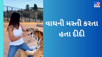 Viral Video: વાઘની મસ્તી ના હોય દીદી, પળવારમાં કરી જશે કોળીયો !