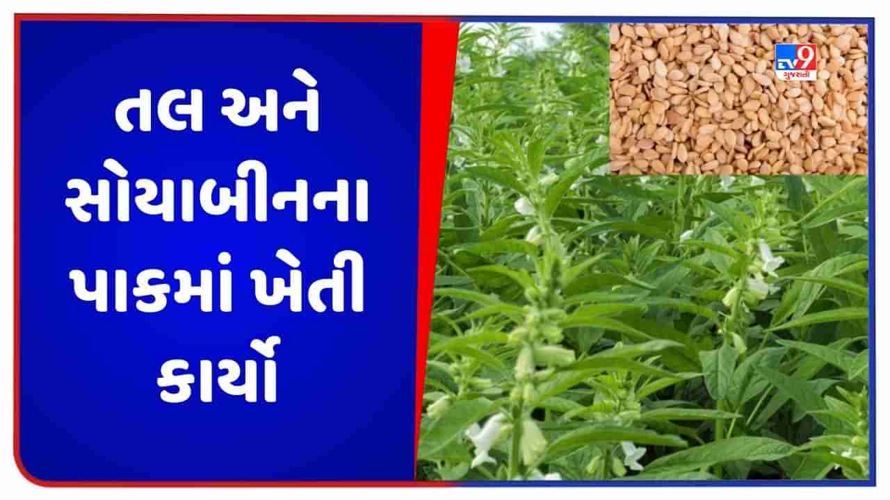 Agriculture: ખેડૂતોએ જુન માસમાં તલ અને સોયાબીનના પાકમાં કરવાના થતા ખેતી કાર્યોની માહિતી