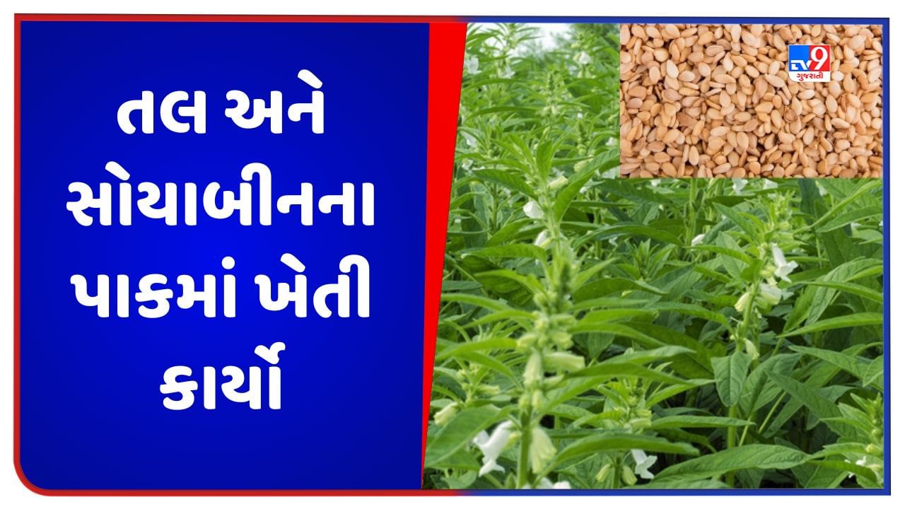 Agriculture: ખેડૂતોએ જુન માસમાં તલ અને સોયાબીનના પાકમાં કરવાના થતા ખેતી કાર્યોની માહિતી