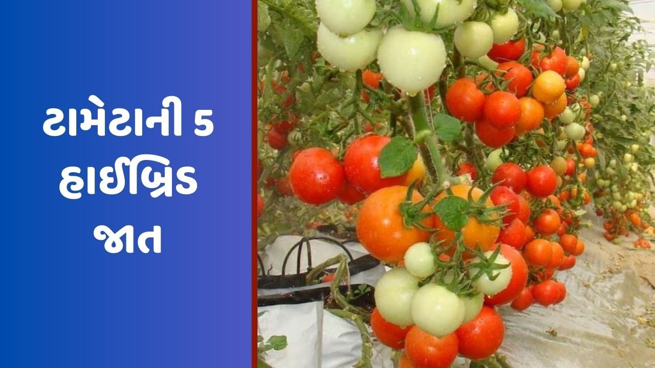 Tomato Variety: ટામેટાની 5 હાઈબ્રિડ જાતથી ખેડૂતો મેળવી શકે છે સારી કમાણી, જાણો તેની ખાસિયત