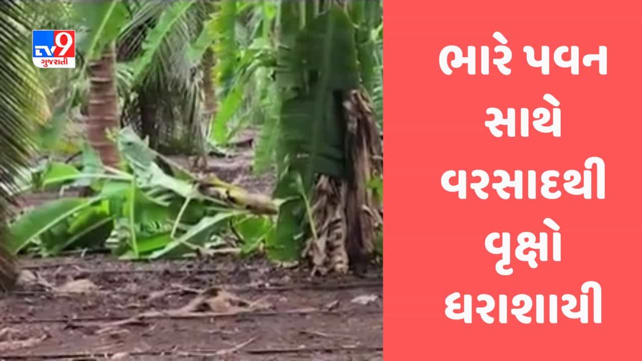 Biparjoy Cyclone: ગીર સોમનાથમાં તોફાની પવન સાથે વરસાદ વરસતા વૃક્ષો ધરાશાયી, જુઓ Video