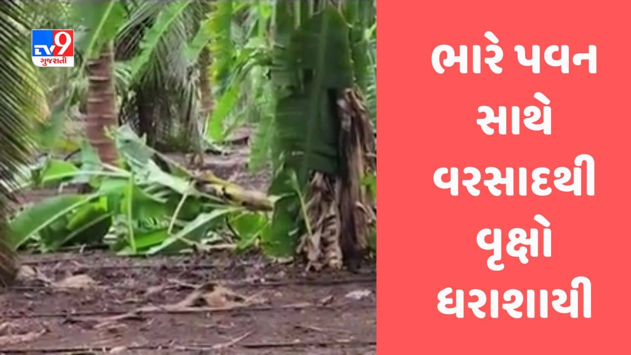 Biparjoy Cyclone: ગીર સોમનાથમાં તોફાની પવન સાથે વરસાદ વરસતા વૃક્ષો ધરાશાયી, જુઓ Video