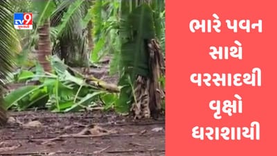 Biparjoy Cyclone: ગીર સોમનાથમાં તોફાની પવન સાથે વરસાદ વરસતા વૃક્ષો ધરાશાયી, જુઓ Video