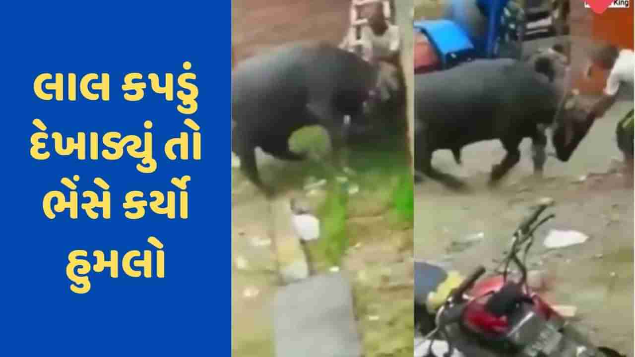 Viral Video: ભેંસને બતાવ્યું લાલ કપડું, તો ભેંસે લીધો બદલો, વ્યક્તિની હાલત બગડી