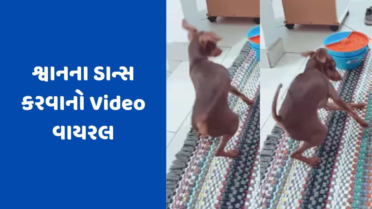 Viral Video: ઢોલના તાલે શ્વાને કર્યો અદભૂત ડાન્સ, વીડિયો જોઈને લોકો દંગ રહી ગયા, મિત્રના લગ્નમાં આમંત્રણ આપવા લાગ્યા