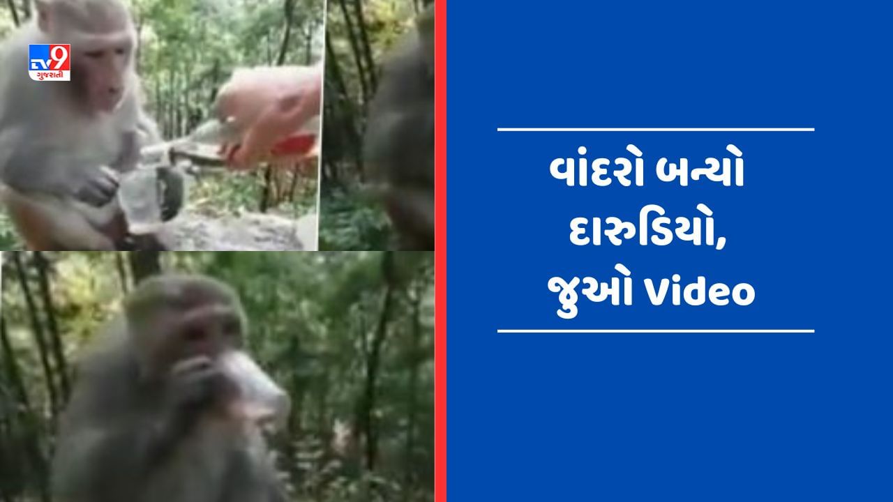 Viral Video : દારુ પીધા બાદ વાંદરાને આવ્યા ચક્કર, યુઝર્સે કહ્યું - આદિપુરુષ ફિલ્મ જોઈને આવ્યો હશે !