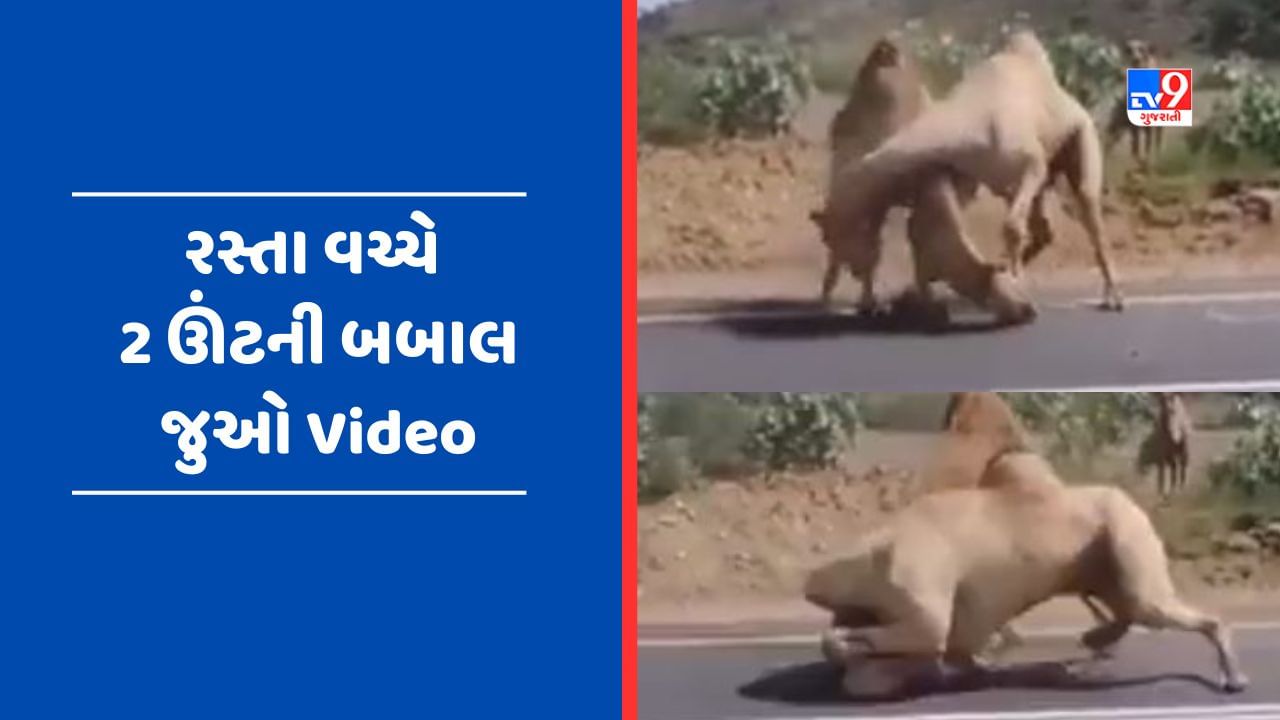 Viral Video : 2 ઊંટની રસ્તા વચ્ચે થઈ બબાલ, ગરદન પકડી પકડીને એકબીજાને ધોઈ કાઢયા