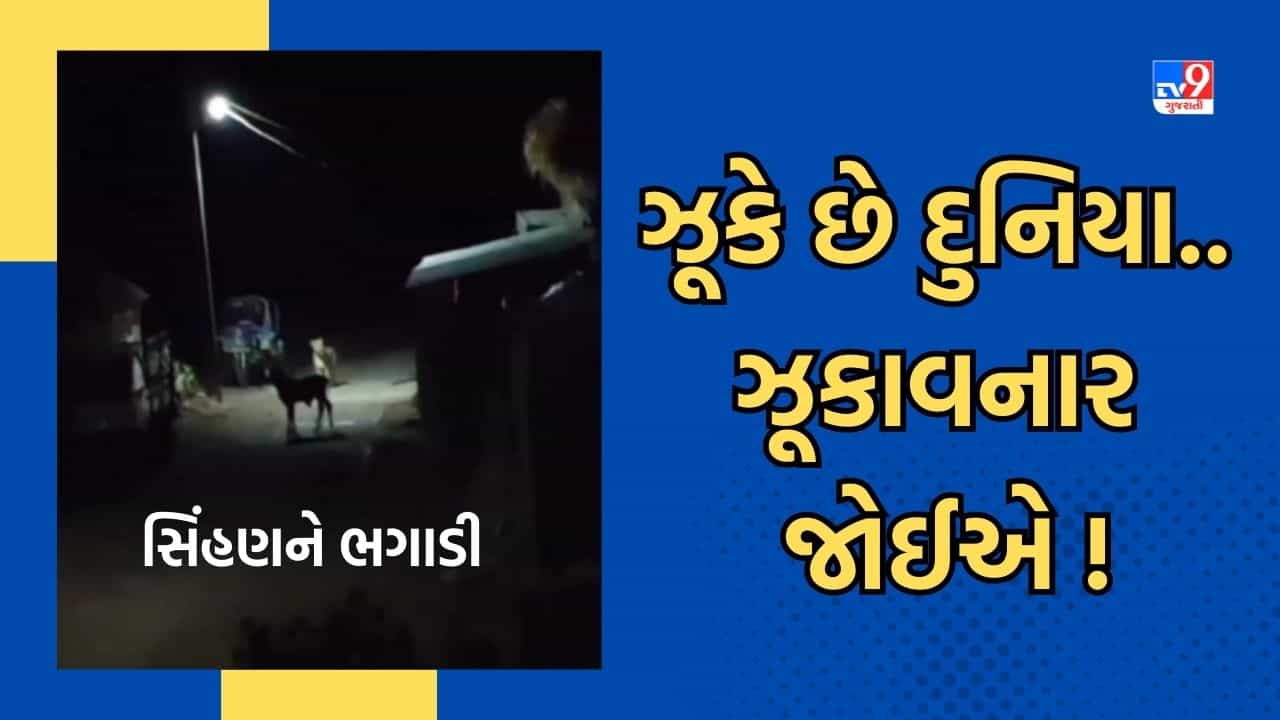 Junagadh: ઈવનગરમાં શિકાર કરવા ગયેલી સિંહણને વાછરડાએ ભગાડી, જુઓ Video