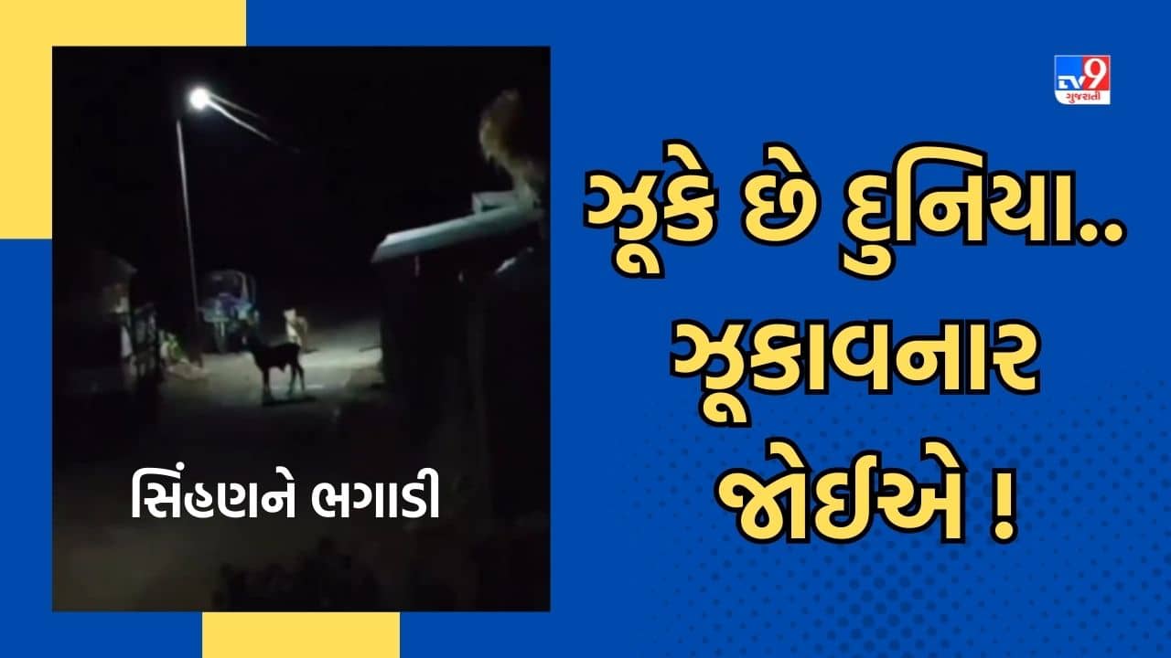 Junagadh: ઈવનગરમાં શિકાર કરવા ગયેલી સિંહણને વાછરડાએ ભગાડી, જુઓ Video