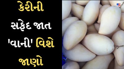 White Mango Farming : સફેદ કેરીની ખેતી માત્ર એક જ જગ્યાએ થાય છે, આ કેરીના છોડ આ જગ્યાએથી મળશે-જુઓ Video