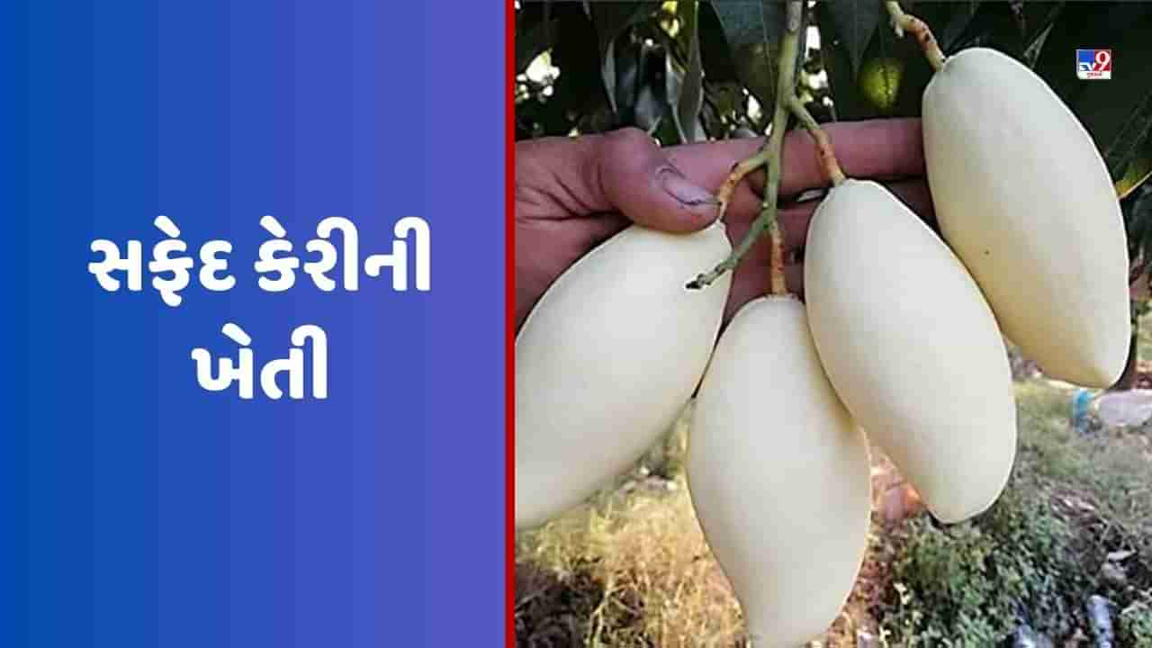 White Mango Farming: અહીં થાય છે સફેદ કેરીની ખેતી, જાણો આ કેરીની ખાસિયત