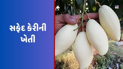 White Mango Farming: અહીં થાય છે સફેદ કેરીની ખેતી, જાણો આ કેરીની ખાસિયત