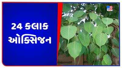 World Environment Day 2023: સુખી અને સ્વસ્થ જીવન માટે પર્યાવરણનું રક્ષણ જરૂરી, જાણો વધારે ઓક્સિજન આપતા વૃક્ષો વિશે