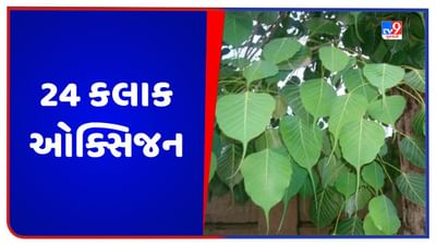 World Environment Day 2023: સુખી અને સ્વસ્થ જીવન માટે પર્યાવરણનું રક્ષણ જરૂરી, જાણો વધારે ઓક્સિજન આપતા વૃક્ષો વિશે