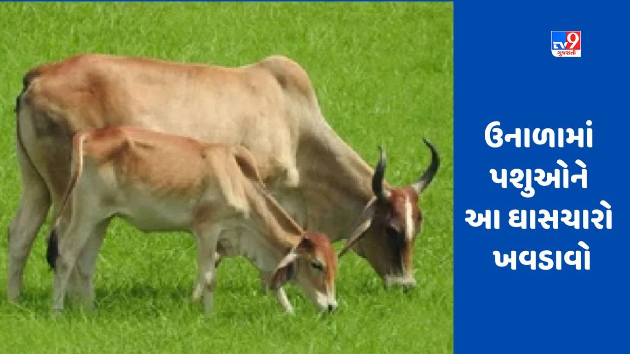 Milk Production ઉનાળામાં આ ઘાસ પશુઓને ખવડાવો, દૂધ ઉત્પાદન વધશે