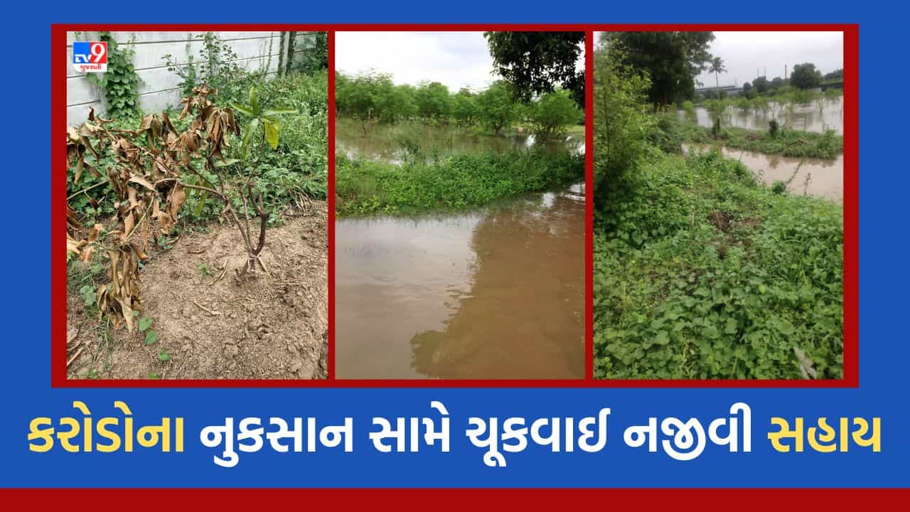 Gujarati Video : કરોડોના નુકસાન સામે કરચિયાના ખેડૂતોને ચૂકવાઈ નજીવી સહાય, 8 કરોડના નુકસાન સામે તંત્ર તરફથી માત્ર 2.36 કરોડ ચૂકવવાના આદેશ સામે નારાજગી