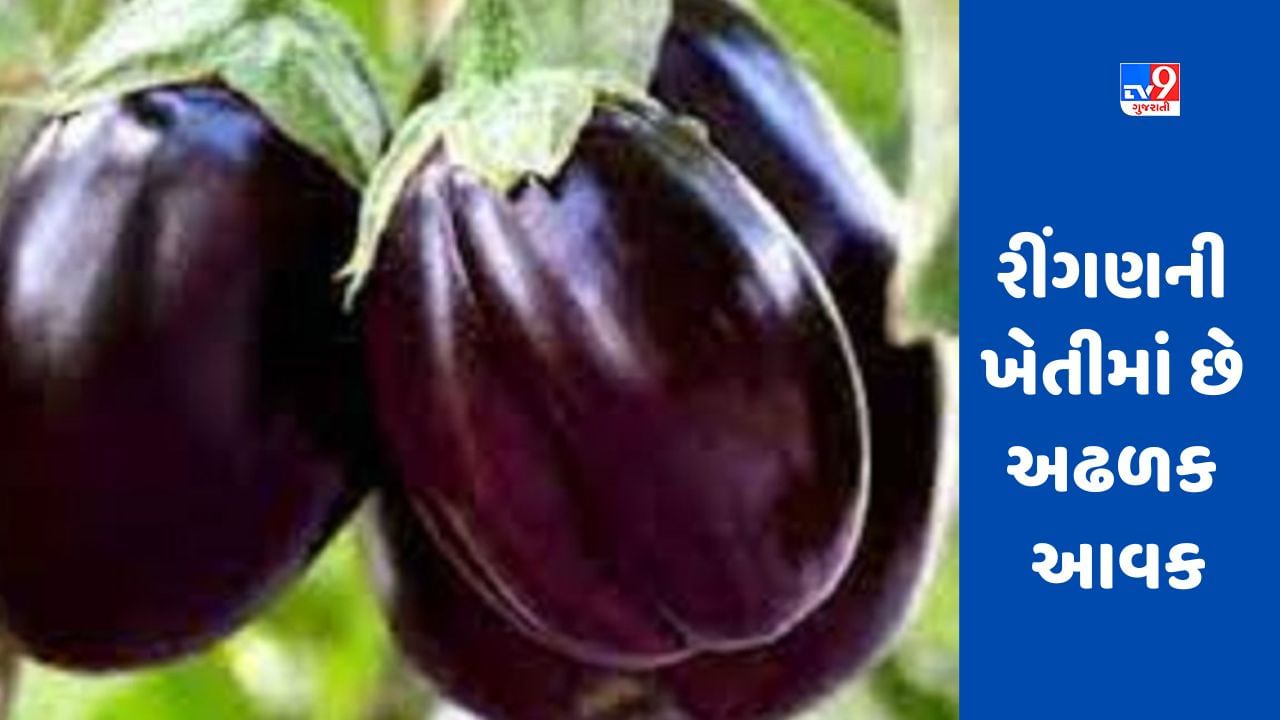 Brinjal Farming: આ રાજ્યોના ખેડૂતોએ જુલાઈથી રીંગણની ખેતી શરૂ કરવી જોઈએ, લાખોમાં થશે આવક