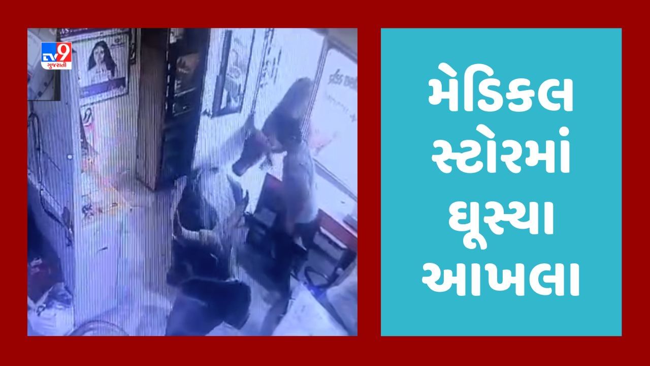 Gujarati Video: કચ્છના ભચાઉ શહેરમાં આખલાઓનો આતંક, આખલા મેડિકલ સ્ટોરમાં ઘૂસી ગયા