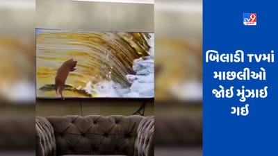 VIRAL VIDEO: ટીવી પર શિકાર જોઈને બિલાડી મૂંઝાઈ ગઈ, ભૂલથી કર્યું આવું કૃત્ય