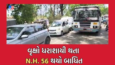 Gujarat Video: Chhotaudepur: નેશનલ હાઈવે 56 પર સંખ્યાબંધ વૃક્ષો ધરાશાયી થતા વાહનવ્યવહાર થયો બાધિત