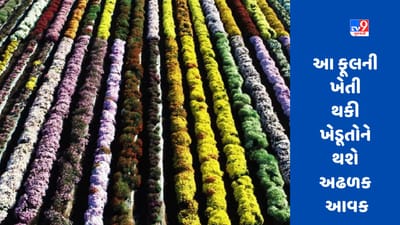 Flower Farming : હવે આખા વર્ષ દરમિયાન કરો ક્રાયસેન્થેમમની ખેતી, આ રીતે તમે બમ્પર કમાણી કરશો