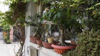 પર્યાવરણ જાગૃતિ માટે દર વર્ષે વિશ્વભરમાં તા.5 જૂન વિશ્વ પર્યાવરણ દિવસ તરીકે ઉજવાય છે. માનવજીવનનો આધાર એવા પર્યાવરણની જાળવણી અને તેનુ સંવર્ધન માત્ર જરૂરિયાત નહિં પણ દરેક નાગરિકની ઔપચારિક ફરજ છે.ત્યારે સુરતના 36 વર્ષીય ઉદ્યોગપતિએ ઘરની ન્યૂનતમ જગ્યાનો મહત્તમ ઉપયોગ કરી ઘરને હરિયાળું બનાવ્યું છે.