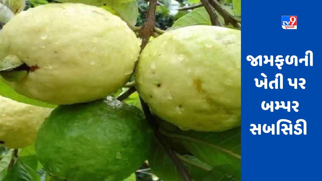 Guava Farming: સરકાર જામફળની ખેતી પર બમ્પર સબસિડી આપશે, અહીં ઝડપથી અરજી કરો