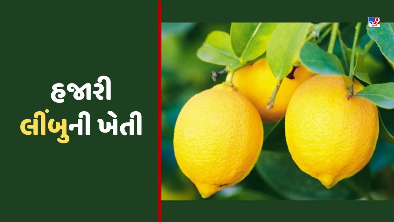 Lemon Farming આ લીંબુની ખેતીમાં છે ફાયદો જ ફાયદો, એક એકરમાં થશે લાખોની