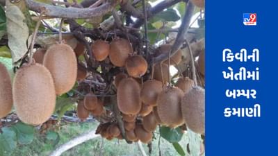 Kiwi Farming : કિવીની ખેતીમાં બમ્પર કમાણી, એક હેક્ટરમાં આ રીતે ખેતી કરવાથી લાખોની કમાણી થશે