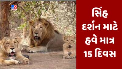 સાસણ-ગીર ફરવાનો પ્લાન હોય તો આ 15 દિવસમાં જ જઇ આવજો, પછી નહીં થાય સિંહ દર્શન, વાંચો કારણ