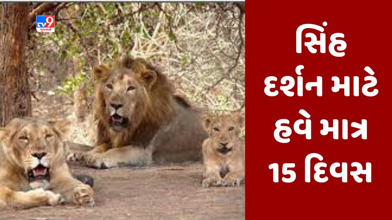 સાસણ-ગીર ફરવાનો પ્લાન હોય તો આ 15 દિવસમાં જ જઇ આવજો, પછી નહીં થાય સિંહ દર્શન, વાંચો કારણ