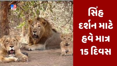 સાસણ-ગીર ફરવાનો પ્લાન હોય તો આ 15 દિવસમાં જ જઇ આવજો, પછી નહીં થાય સિંહ દર્શન, વાંચો કારણ