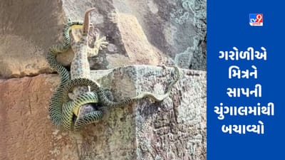 Viral Video: ગરોળીએ સાપની ચુંગાલમાંથી મિત્રને બચાવ્યો, યુઝર્સે કહ્યું- આ છે સાચી મિત્રતા