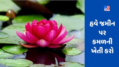 Lotus Cultivation: હવે તળાવમાં નહીં, જમીન પર કમળની ખેતી કરો, આ રીતે મળશે બમ્પર કમાણી