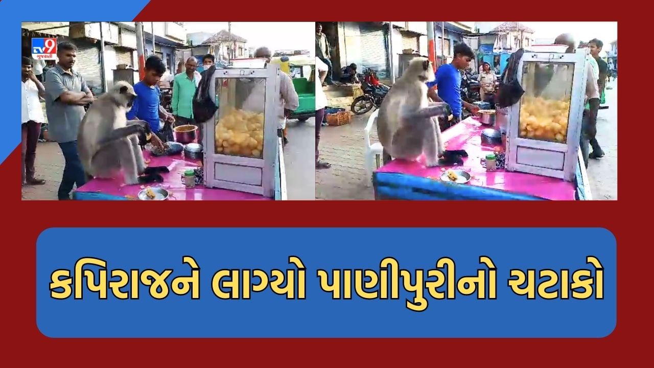 Gujarati Video: કપિરાજને પણ લાગ્યો પાણીપુરીનો ચસ્કો, માણસની જેમ લારી પર બેસીને ખાધી પાણીપુરી-જુઓ Video