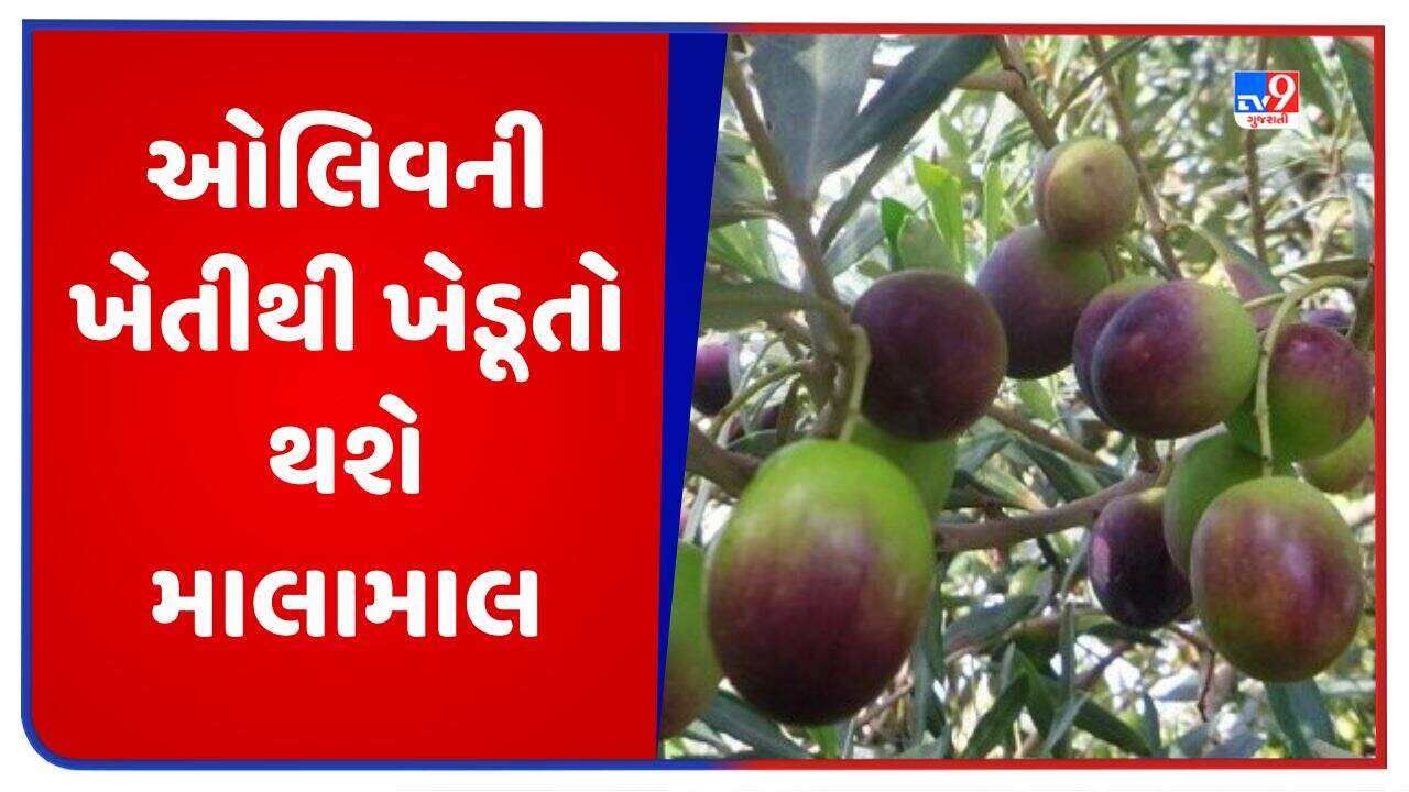 Olive Farming: આ છે ઓલિવની શ્રેષ્ઠ જાતો, તેની ખેતી કરવાથી ખેડૂતોને થશે લાખો રૂપિયાની કમાણી