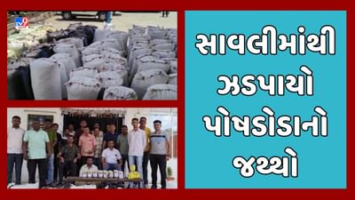 Vadodara: SOGએ કરી મોટી કાર્યવાહી, સાવલીમાંથી રુપિયા 68 લાખની કિંમતનો પોષડોડાનો જથ્થો ઝડપાયો, જુઓ Video