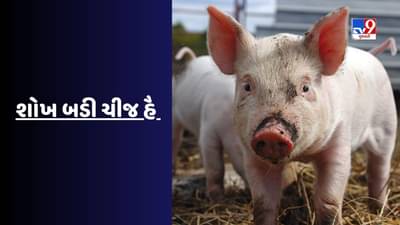 અહીં લોકો ભૂંડને નજીકથી જોવા પાણીની જેમ વાપરી રહ્યા છે પૈસા, લાખો રુપિયા આપવા થાય છે તૈયાર