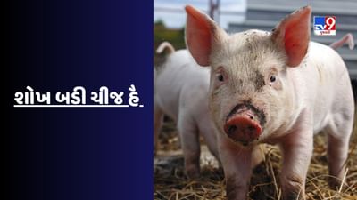 અહીં લોકો ભૂંડને નજીકથી જોવા પાણીની જેમ વાપરી રહ્યા છે પૈસા, લાખો રુપિયા આપવા થાય છે તૈયાર