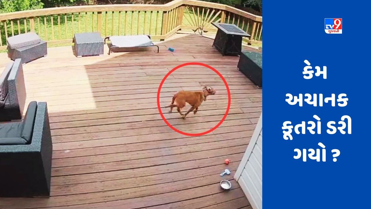 Viral video: ઘર ઉપરથી ફાઈટર પ્લેન પસાર થયું, જોરદાર ગર્જના સાંભળીને કૂતરો ડરી ગયો