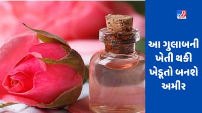 Damask Rose:  આ ગુલાબનું તેલ 12 લાખ રૂપિયા પ્રતિ કિલોમાં વેચાય છે, જાણો કેમ છે આટલું મોંઘુ