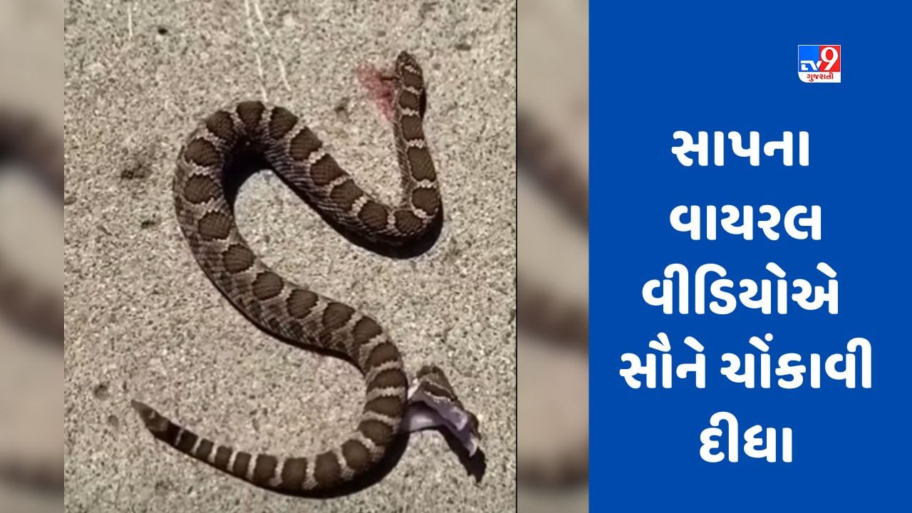 માથું કપાઇ ગયા બાદ સાપે પોતાના જ ધડને ડંખ મારવાનું શરૂ કર્યું, Viral Video જોઈને તમે ચોંકી જશો