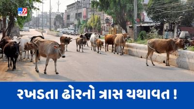 Gujarati Video: વલસાડમાં રખડતા ઢોરે વૃદ્ધ રાહદારીને લીધા અડફેટે, ખાનગી હોસ્પિટલમાં સારવાર અર્થે ખસેડાયા