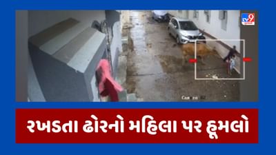 Jamnagar : બાળકને ટ્યુશન મુકવા જતી મહિલાને રખડતા ઢોરે ઉછાળી, મહિલા ગંભીર રીતે ઇજાગ્રસ્ત, જૂઓ Video Jamnagar : બાળકને ટ્યુશન મુકવા જતી મહિલાને રખડતા ઢોરે ઉછાળી, મહિલા ગંભીર રીતે ઇજાગ્રસ્ત, જૂઓ Video