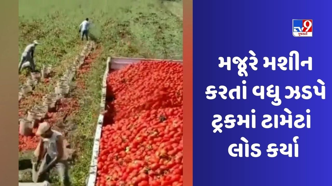 Amazing Video : ટ્રોલીમાં ટામેટાં ભરવાનો આ જુગાડ સામે સાયન્સ પણ ધુંટણીયે પડ્યું, વીડિયો જોઈ કહેશો ગજબ છે